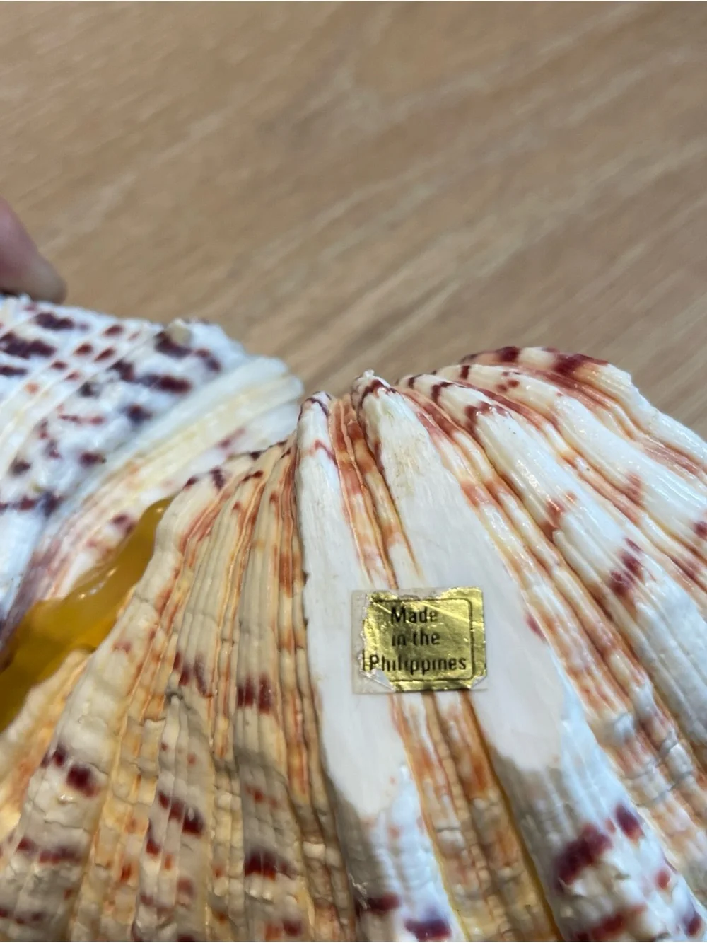 Vintage Natural Sea Shell Display Trinket Soap Dish Nautical Fisherman Ocean